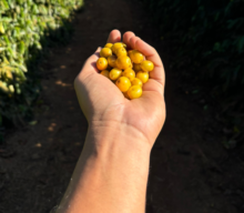 Agricultura regenerativa e boas práticas agrícolas do Guima Café