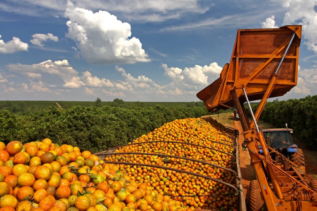 laranja em caçamba de caminhão após colheita