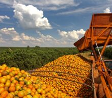 Safra de suco de laranja e mercado global enfrentam desafios com oferta em queda e preços recorde
