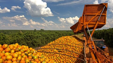 laranja em caçamba de caminhão após colheita