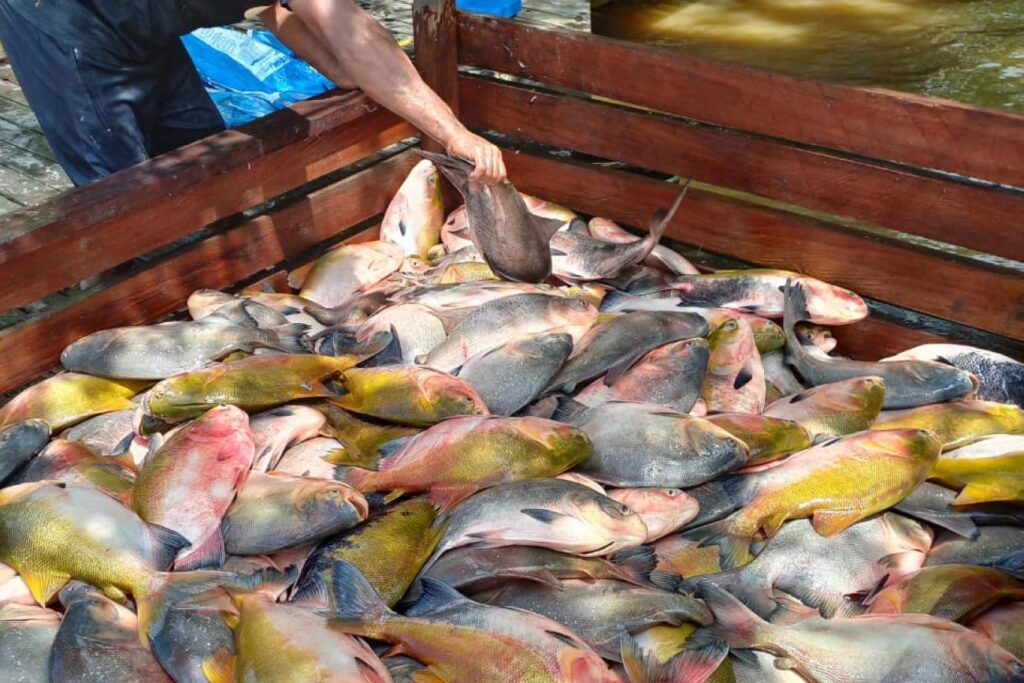 O peixe nada de braçada sobre o bife no mundo