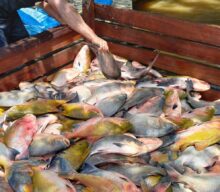 O peixe nada de braçada sobre o bife no mundo