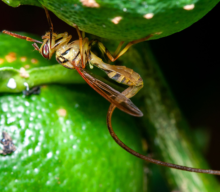 Mapeamento de pragas agrícolas: riscos e soluções no Brasil