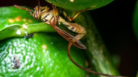 Pragas agrícolas