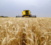 Trigo pode ser favorecido por temperaturas acima da média, destaca EarthDaily Agro