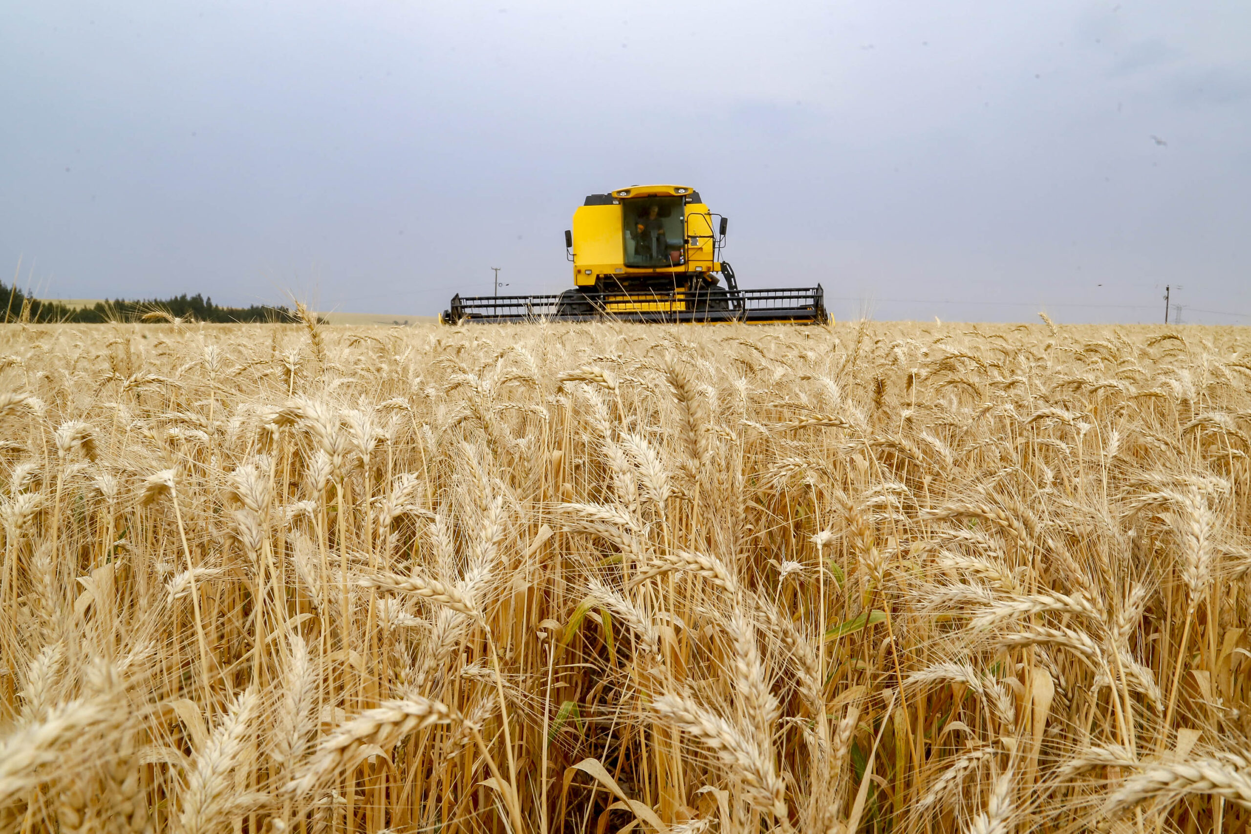 campo com trigo e trator ao fundo - agencia brasil