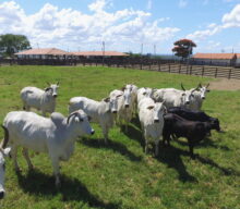 Premiação indica fazendas mais produtivas e sustentáveis do Brasil