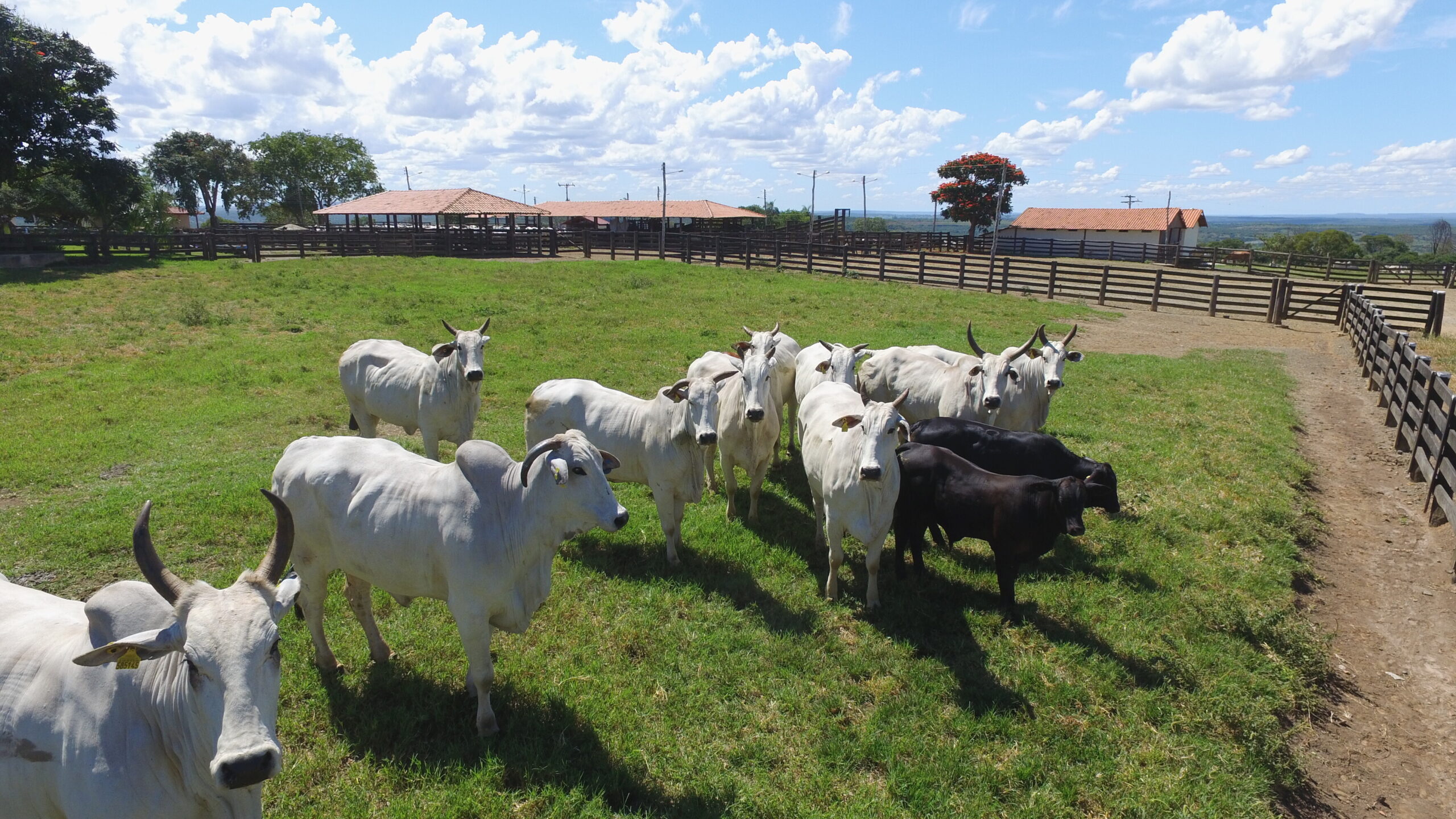 bois em fazendas