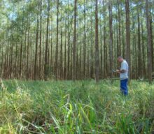 Protocolo brasileiro monitora emissões de GEE na agricultura sustentável