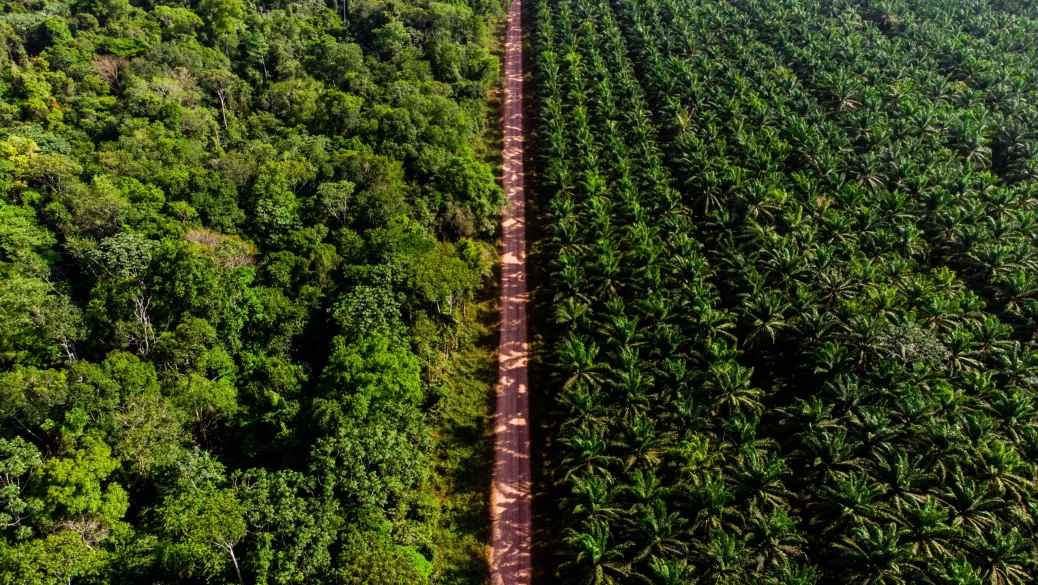 agropalma palma plantaçao