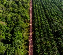 Agropalma celebra 42 anos com foco em sustentabilidade e desenvolvimento social