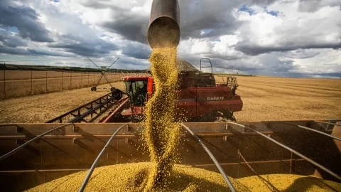 FAO: Transparência e eficiência nos mercados internacionais de commodities são prioridades para alcançar a segurança alimentar