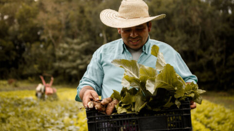 homem carrega cesto com verduras no campo