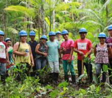 Manejo sustentável do açaí fortalece comunidades no Marajó