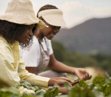 FAO lidera nova iniciativa pela igualdade de gênero nos sistemas agroalimentares