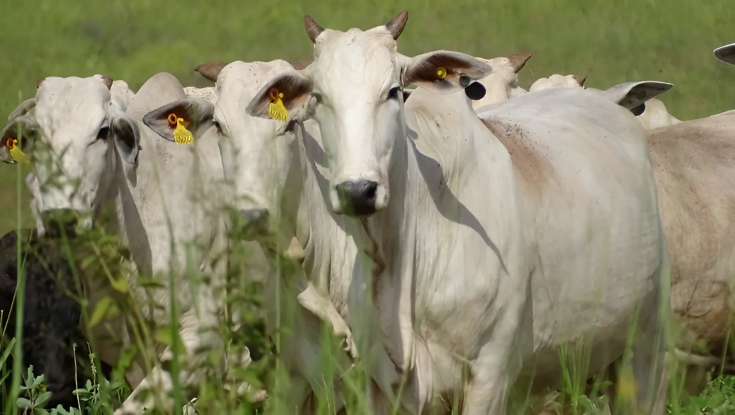 efeito estufa pecuaria JBS