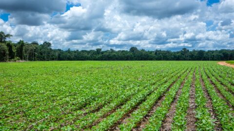 segurança alimentar brasil