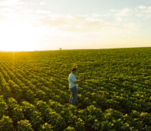 Conectividade no campo: ConectarAGRO e AgNest impulsionam a agricultura digital