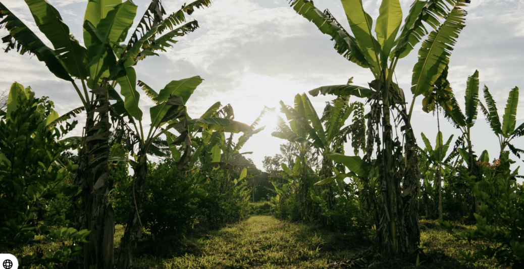 capital natural courageous land wef