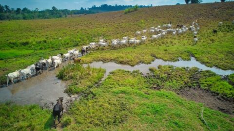 dia mundial da alimentação escritorios verdes jbs