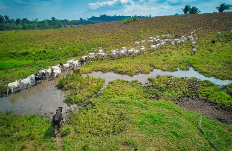 dia mundial da alimentação escritorios verdes jbs