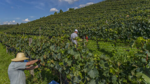 agricultura vinhedo dia mundial da alimentação