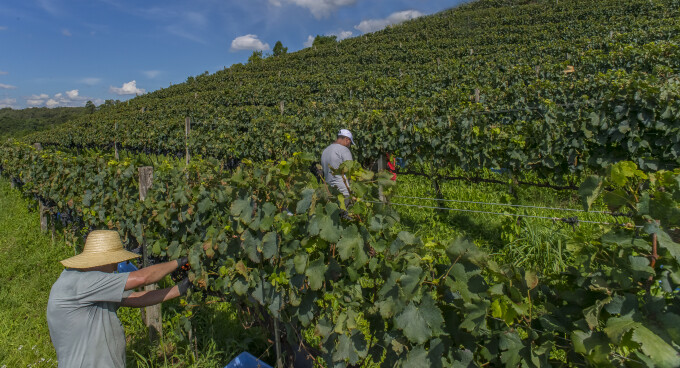 agricultura vinhedo dia mundial da alimentação