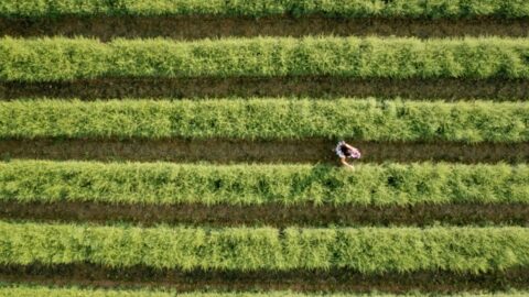 PepsiCo Labs inovação no Brasil