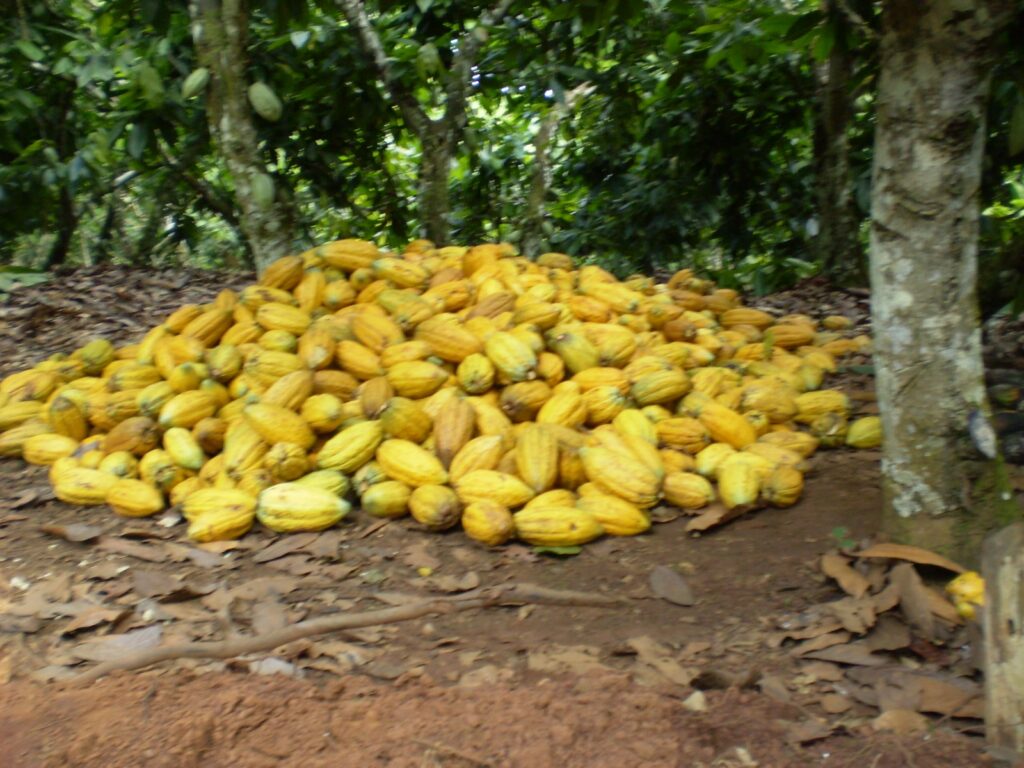 cacauicultura cacau amazonia para