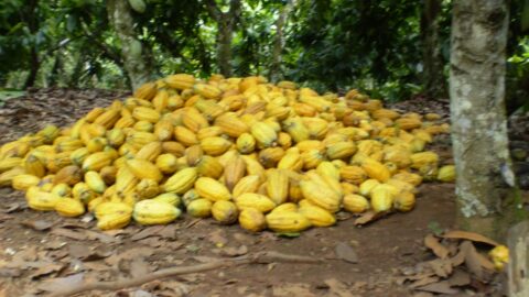 cacauicultura cacau amazonia para