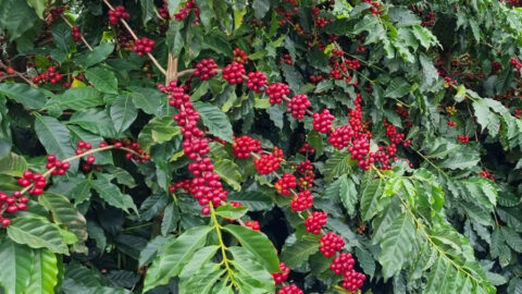 polinização do café - estudo Embrapa com Syngenta