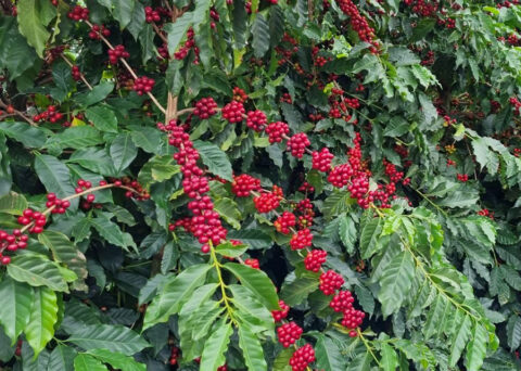 polinização do café - estudo Embrapa com Syngenta