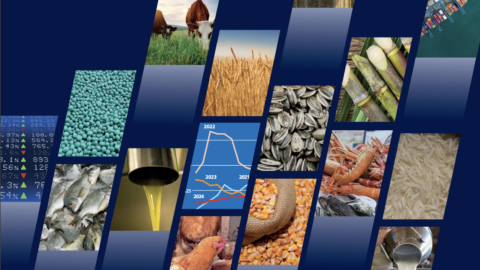 food outlook fao novembro 2024