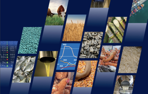 food outlook fao novembro 2024