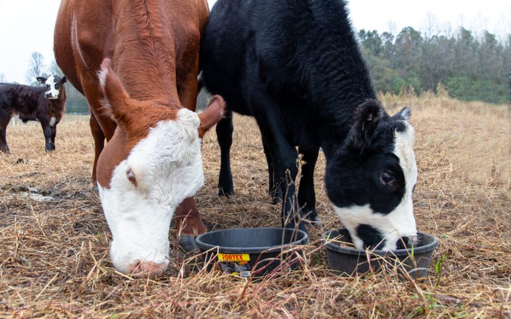 bem-estar animal gado pastando