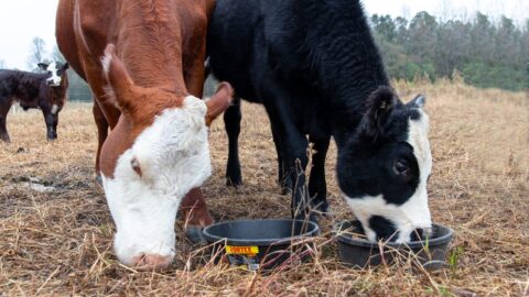 bem-estar animal gado pastando