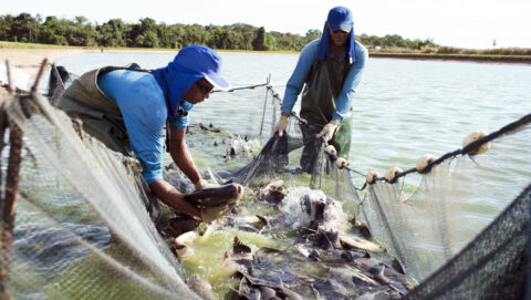 aquicultura pequeno produtor