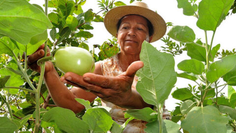 cra verde Opea agricultura cerrado