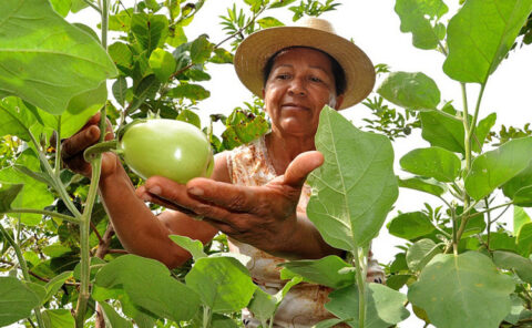 cra verde Opea agricultura cerrado