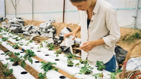 mulher cultivando verduras fazenda vertical