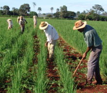 Parceria entre Klabin, Sapore e Central de Cooperativas impulsiona hortifrúti de pequenos produtores rurais