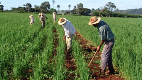 pequenos produtores rurais trabalhando a terra