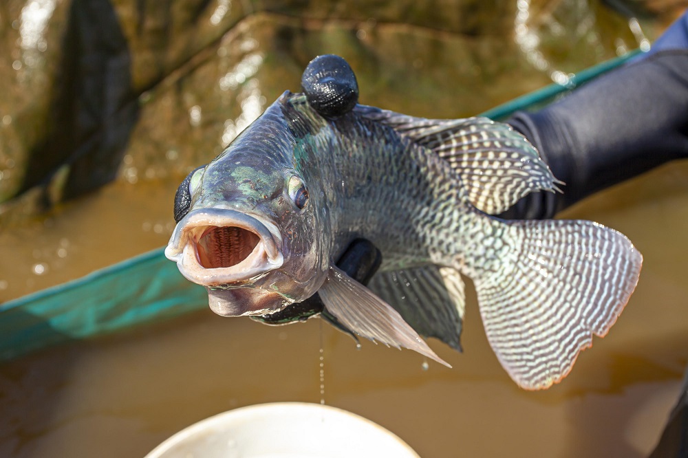 peixes brasileiros tilápia piscicultura exportação