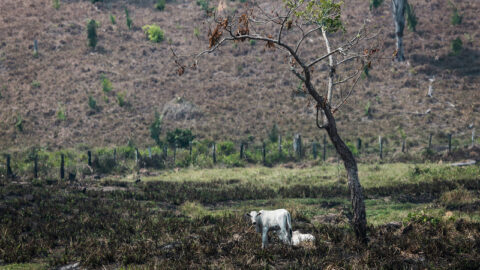 pecuaria Brasil radar verde controle desmatamento