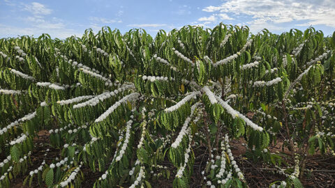 cafe robustas amazônicos florada