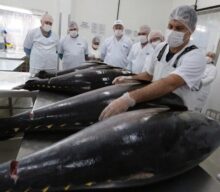 Embrapa e ICMBio firmam acordo para rastrear atum brasileiro