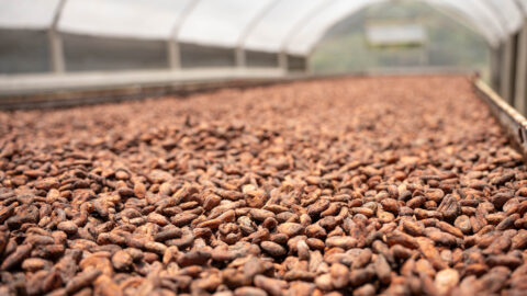 agricultura regenerativa Nestle