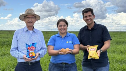 bioinsumos plantas cobertura batatas pepsico