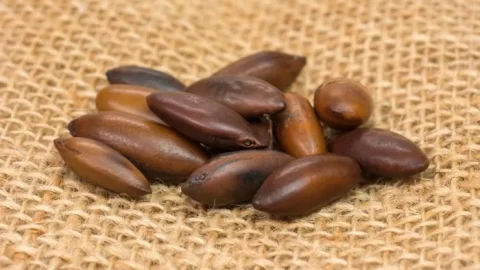 castanha de baru Bio2Me