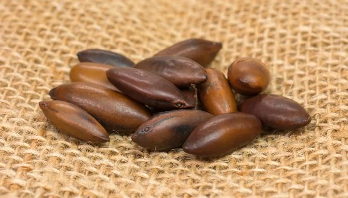 castanha de baru Bio2Me